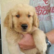 Visit our site to see what golden retriever puppies we have available. Central California Goldens Home Facebook