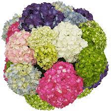 Assorted Premium Hydrangeas Hydrangea Flower Hydrangea Ordering Wedding Flowers Online