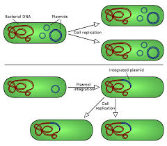 Plasmid Microbiology Dna Technology Microbiology Study