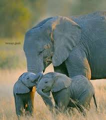 Elephant Family Elephant Elephant Family Animals