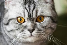 All breeds dilute calico domestic short hair korat maine coon siamese snowshoe tabby turkish van tuxedo. 12 Most Popular British Shorthair Colors From Cinnamon To Lilac I Discerning Cat