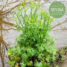 Image result for Ranunculus sceleratus