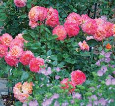 Beautiful english cottage garden, colorful flowering plant on smooth green grass lawn with orange brick wall. English Cottage Gardens Wild Winsome Central Virginia Home Magazine