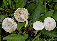 Image result for Clitocybe multiceps