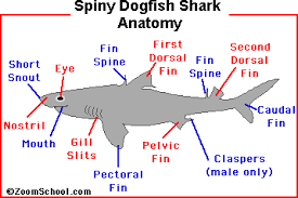 Welcome to dogfish tackle & marine, the best in the bay! Spiny Dogfish Shark Zoom Sharks