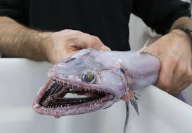 This Terrifying Toothy Monster Is The World S Deepest Living Predator Sea Monsters Deep Sea Deep Sea Fishing