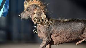 Maybe you would like to learn more about one of these? Decouvrez Les Chiens Les Plus Laids Du Monde
