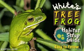 White's tree frog (wc) white's tree frog (cb) blue phase white's tree frog (cb) snowflake white's tree frog (cb) *golden white's tree frog (cb) *blue eyed white's tree frog (cb) if anyone has the name of the frogs at the bottom that would be useful and if there are more morphs add those too! White S Tree Frog Habitat Creating A Perfect Enclosure For Your Frogs