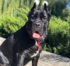 Cani corsi are descended from ancient the cane corso is also called italian mastiff, italian corso, corso, and cane corso italiano. Cane Corsro Breed Info Guide Facts And Pictures Bark