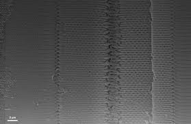 Image result for Dicoma arenaria