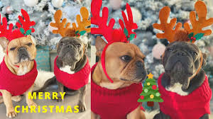 $14.44 french bulldog gift box christmas ornament collectibles new gift. Christmas Morning French Bulldogs Opening Christmas Gifts Youtube
