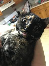 All credit goes to manaka kataoka, yasuaki iwata, and hajime wakai for creating this wonderful soundtrack. Tort Master Racejellybean Is Teething This Blep Was After She Spat A Tooth Out On The Floor Imgur