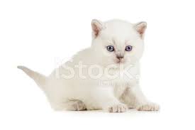 Unsere bounty ekh katze hat wunderschöne kitten zu welt gebracht babykatzen. Weisse Briten Baby Katze Stockfotos Freeimages Com