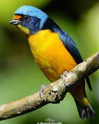 Birdwatchers of Puerto Rico - Jilguero Nombre en inglés: Antillean Euphonia Nombre científico: Euphonia musica Familia taxonómica: Fringillidae Río Grande,P.R.🇵🇷 | Facebook