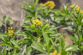 Image result for Psiadia punctulata