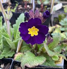 Image result for Primula