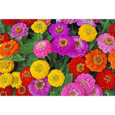 Hybrid Zinnia Flower Seeds For Plantation 100g Rs 40 Pack Id 20696638462