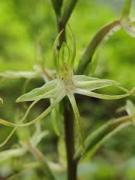 Image result for Habenaria schimperiana