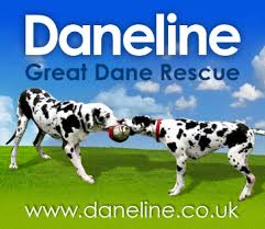 Rescued great danes number increases to 87 as (surprise!) pregnant dog gives birth to puppies. Daneline International Charitable Foundation Great Dane Rescue Urgent Appeal Can You Foster Or Adopt A Great Dane