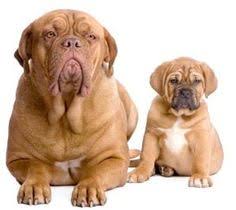  86 Pets Ideas Pets Rottweiler Dogs
