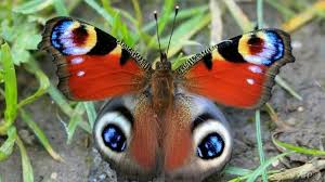 My brother and i spent that day with our grandfather and had an absolutely great time together. Key To Butterfly Climate Survival May Be Color Coded Cgtn