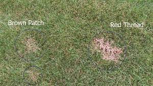Red Thread Lawn Disease Tablon