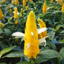 Image result for Crossandra infundibuliformis