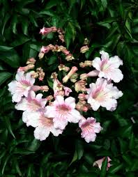 Image result for Podranea