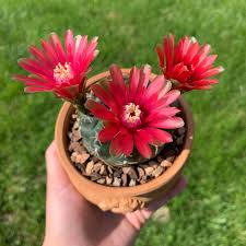 A shot from flower fields in carlsbad, california. Top Shot Of Gymnocalycium Baldianum Doing Its Thing Cactus