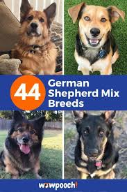 Missouri german shepherd rescue, kansas city, missouri. Airedale Terrier German Shepherd Mix Puppies Pets Lovers