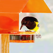 Buy dishes & feeders bird feeders and get the best deals at the lowest prices on ebay! Couronne Company Mosaic Birds Cottage Bird Feeder In Orange Whinycat