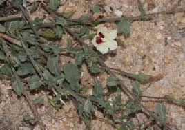 Image result for Xenostegia tridentata