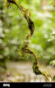 Image result for Entada gigas