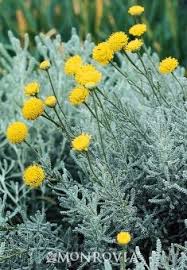 Lavender Cotton Evergreen Shrubs Plants Garden Shrubs