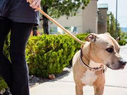 Have you always wanted a pet that wasn't your common dog or cat, but one that you could love just the same? All About Pets Llc Scappoose Oregon