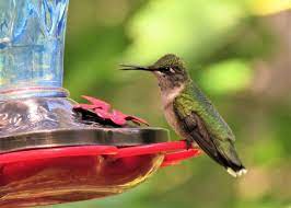 Maybe you would like to learn more about one of these? Plants That Attract Hummingbirds The Old Farmer S Almanac