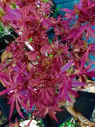 We did not find results for: Acer Palmatum Rare Ruby Stars Japanese Maple Tree Seeds 10 Seeds