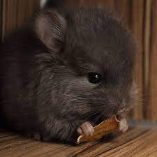 How many babies can a chinchilla have at once? 186 Baby Chinchillas That Will Melt Your Heart Bored Panda