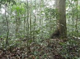 Image result for Gilbertiodendron dewevrei