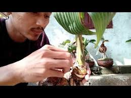 Cara Mengecilkan Daun Bonsai Kelapa Dengan Aman Youtube Kelapa Bonsai Tanaman