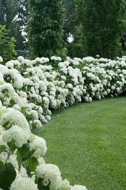 Pin By Sophie Simpson On Photos Exquisite Gardens Hydrangea Garden Beautiful Gardens