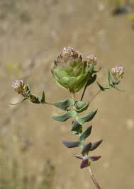 Image result for Rhaptopetalum roseum