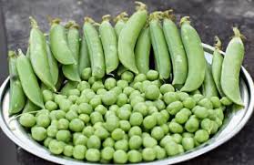 Check spelling or type a new query. Garden Peas
