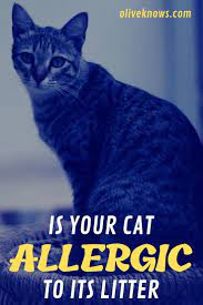 Is Your Cat Allergic To Its Litter Oliveknows Cats Cat Allergies Cat Safety