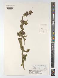 Image result for Lippia abyssinica