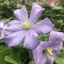 We did not find results for: Clematis Prince Charles Buy Clematis Perennials Online