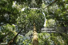 Image result for Dipterocarpaceae