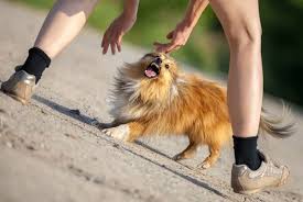 As the person responsible for your dog, you are liable to pay for the injured person's pain and suffering. What Are Your Legal Options If Your Dog Bites Someone The Dogington Post