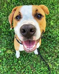 How Cute Is Our Sweet Adoptable Boy Eminem He S So Excited To Wiggle His Way Into Your Heart And Home We Re Open For Adoptions 2 Humane Society Eminem Cute