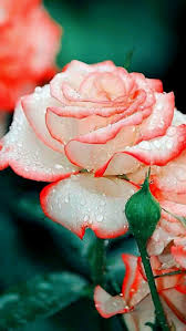 Pin On Cell Beautiful Romantic Roses Backgrounds Walpaper